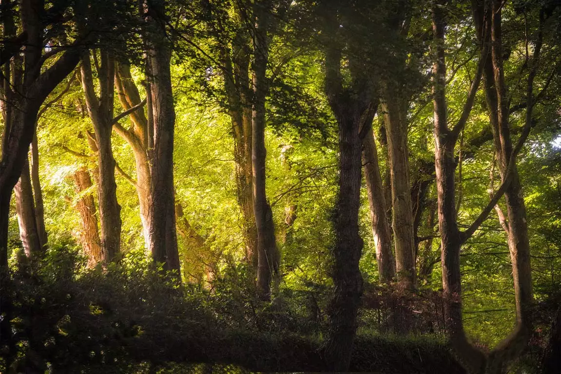 Wald als Hintergrundbild