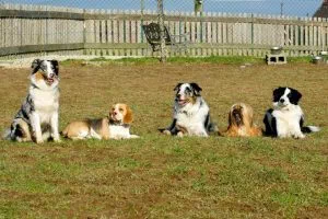 Woran erkenne ich eine gute Hundeschule/Welpengruppe? Warum sollte mein Hund eine Welpenspielgruppe besuchen? Wichtige Grundlagen zur Entscheidungsfindung.