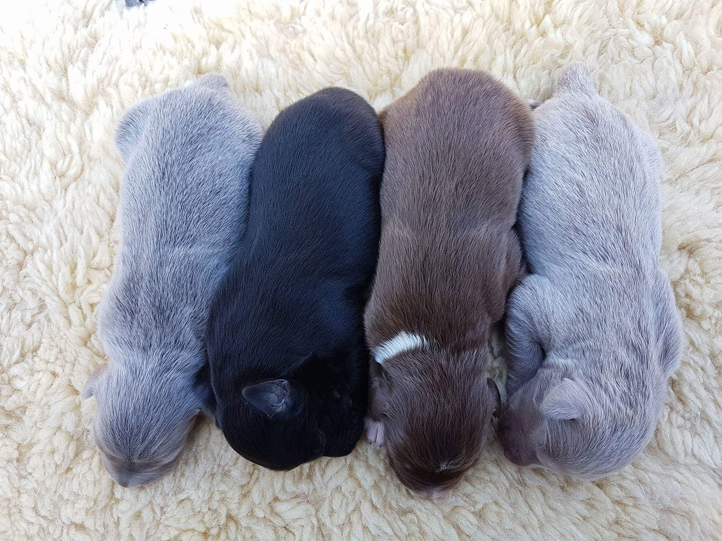 DiluteGen Yellowstone Australian Shepherds