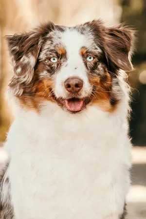 Akira_portrait