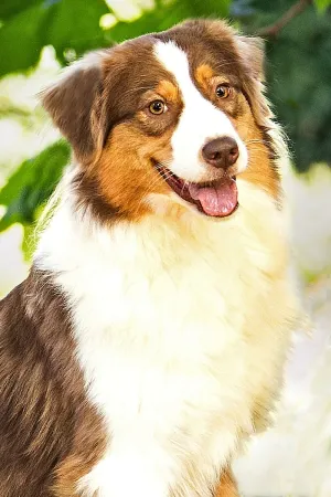 Peanut_portrait3