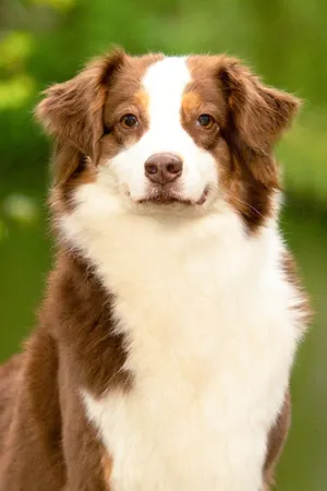 Quietschie_portrait