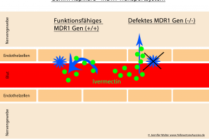 Ein MDR1-Gen-Defekt ist ein Defekt im MDR1-Gen, welches gelegentlich bei bestimmten Hunderassen auftreten kann. Bei der Medikation ist Vorsicht geboten.