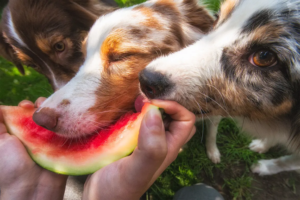 Giftige Lebensmittel & Pflanzen für Hunde - Yellowstone Australian Shepherds