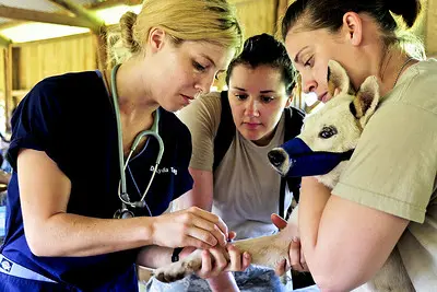 Krankenversicherung für Hunde - Yellowstone Australian Shepherds
