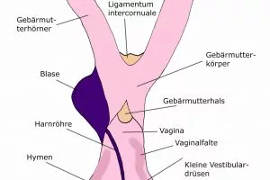 Läufigkeit ist der Abschnitt des hündischen Sexualzyklus, wenn die Hündin aus der Vulva blutet und ihren Eisprung hat. Nur dann ist die Hündin fruchtbar.