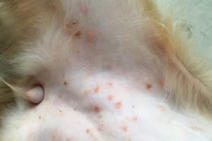Die Junghundeakne oder auch Junghunde-Pyodermie genannt ist eine bakterielle Hautentzündung, die sich durch kleine Pickel, Pusteln und Krusten vor allem am Bauch eines Junghundes äußert.
