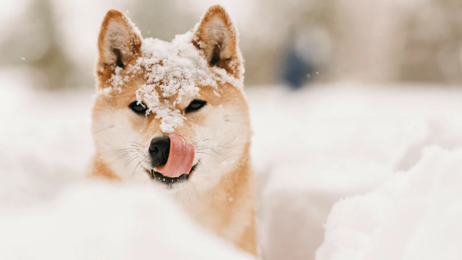 Hund frisst Schnee: Was kann passieren? | Tractive