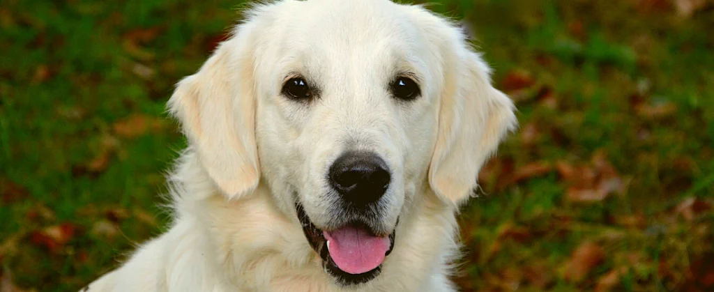 Läufigkeit beim Hund – Der Zyklus der Hündin | Tiermedizinportal
