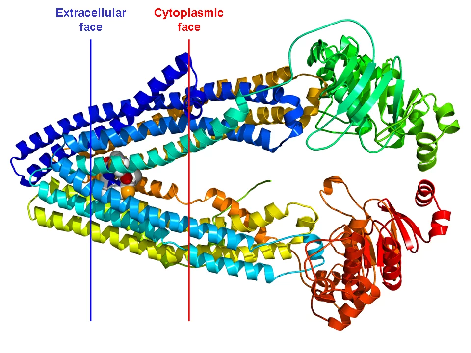 Multidrug-Resistance-Protein 1 – Wikipedia