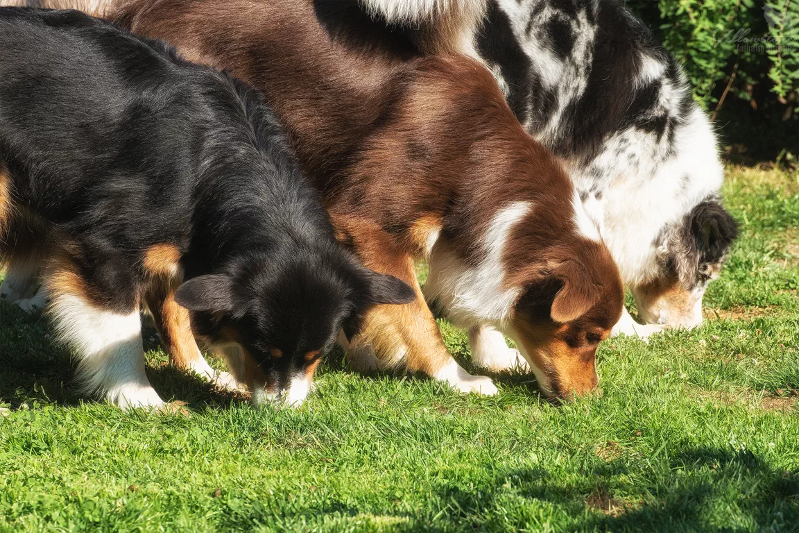 Intelligenz Beschäftigungsideen für Hunde - Yellowstone Australian Shepherds