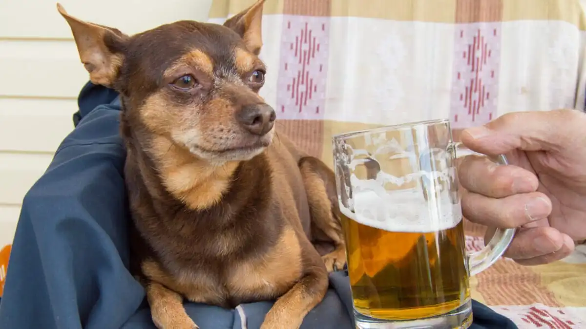 Dürfen Hunde eigentlich Bier trinken?