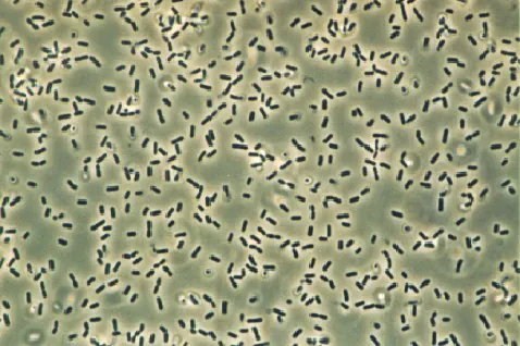 Zelle (Biologie) – Wikipedia