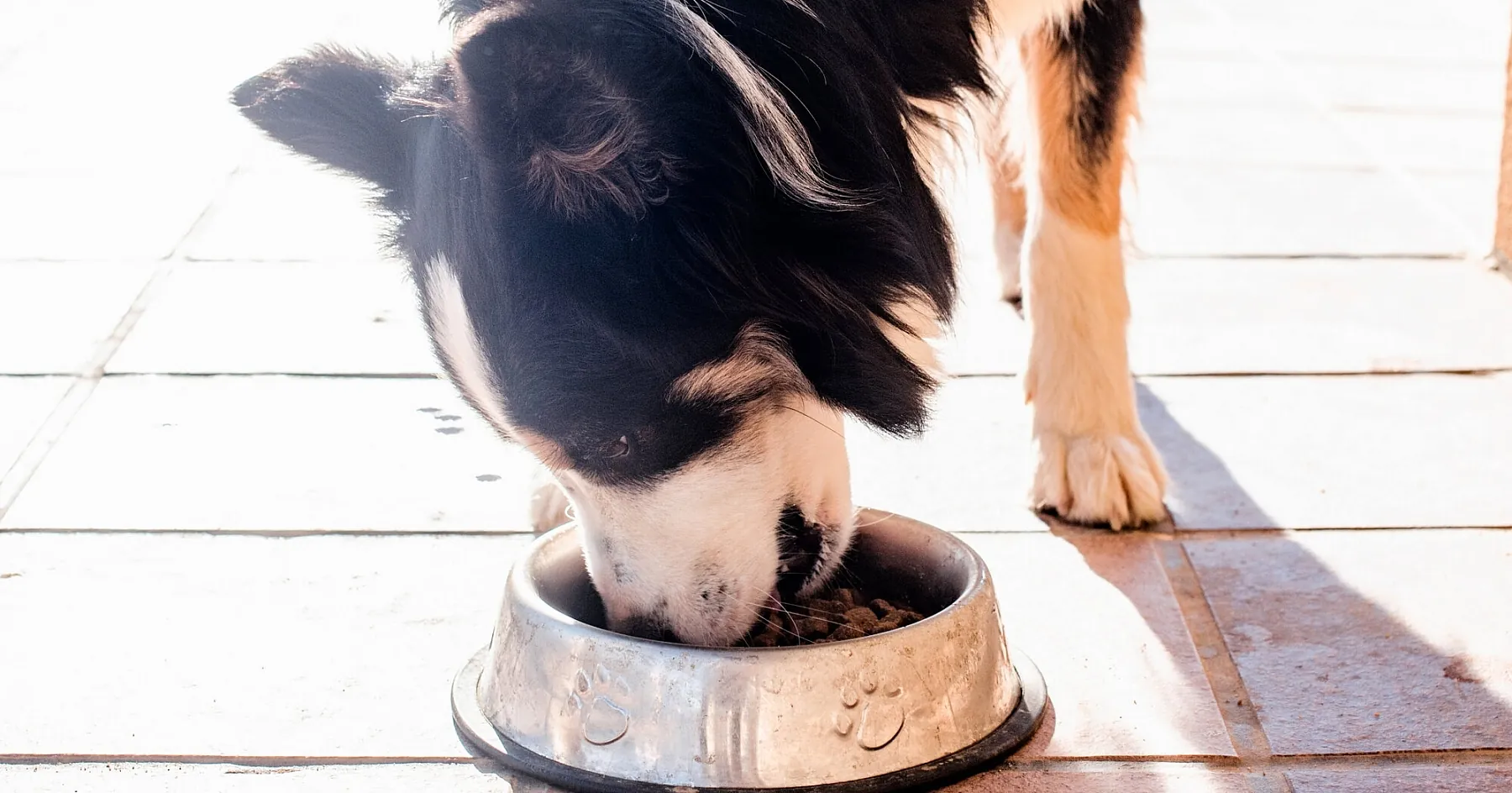 Hunde richtig ernähren