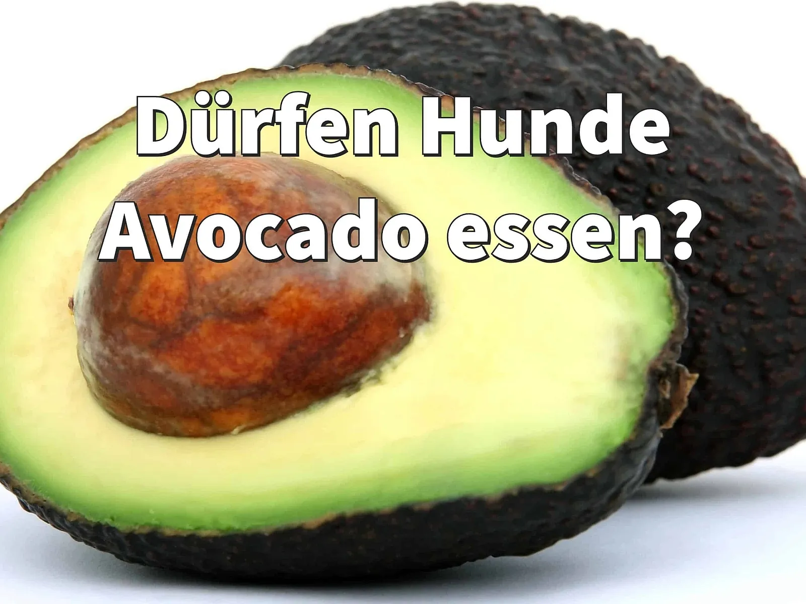 Dürfen Hunde Avocado essen? Das sollten Sie beachten! Dogco.de