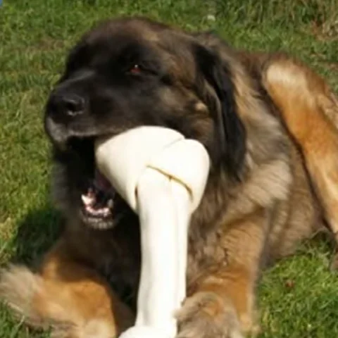 How Dog Rawhide Is Made | Sporty Dog Walker