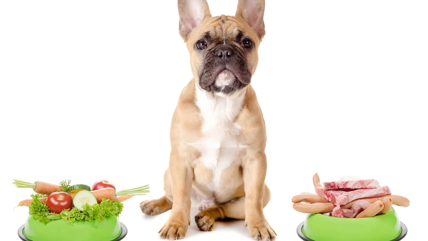 Fleischloses Futter: Kann man seinen Hund vegetarisch ernähren?