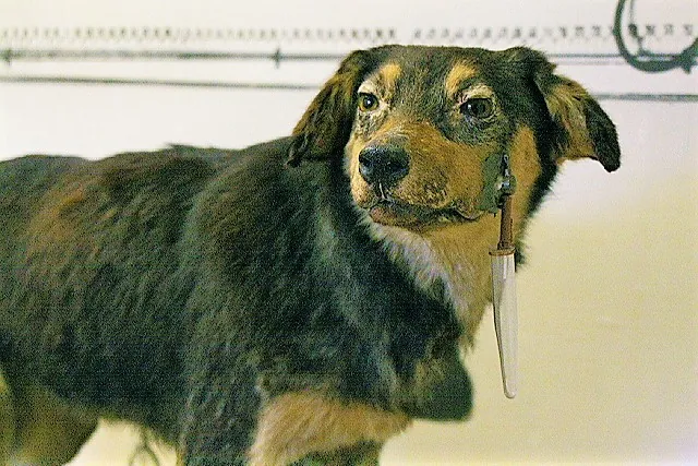 Pawlowscher Hund – Wikipedia