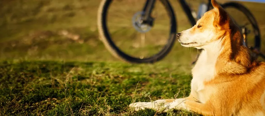 Fahrrad mit Hund fahren: Infos & Tipps | FRESSNAPF