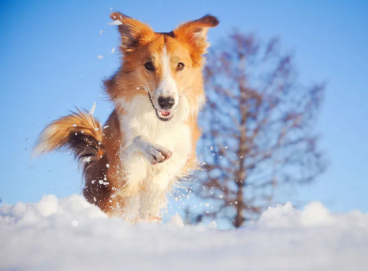 Schneegastritis beim Hund erkennen und behandeln | ZooRoyal Magazin