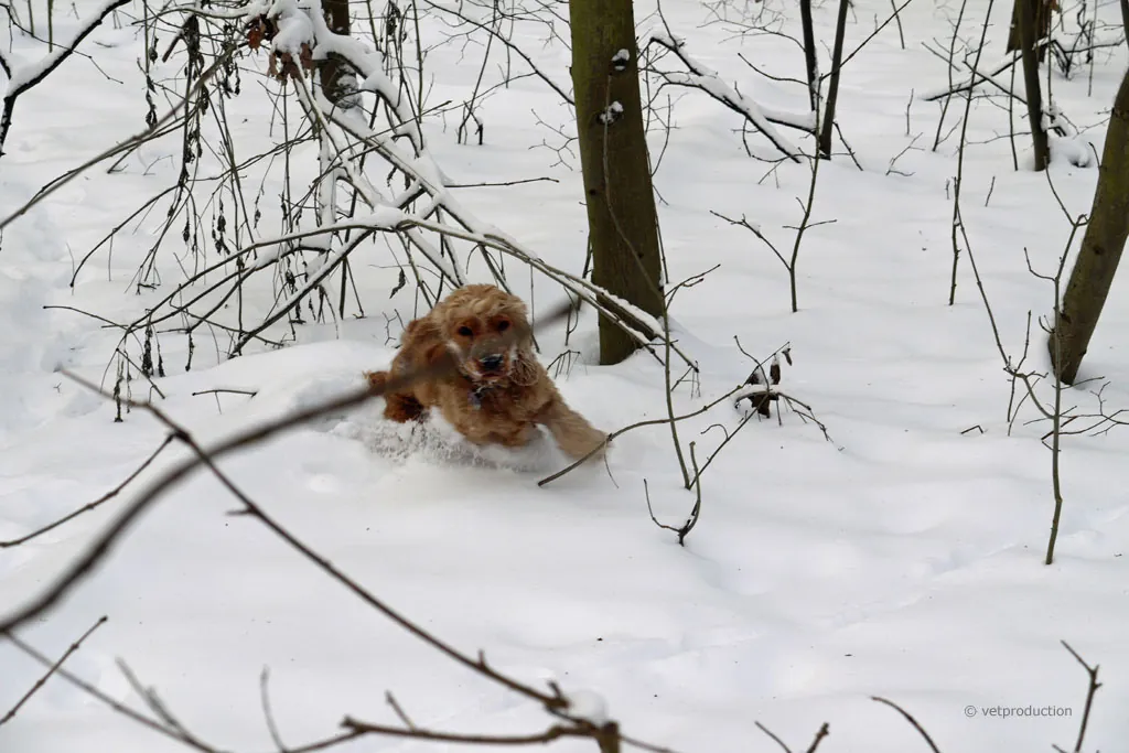 Schneefressen beim Hund -  Das können die Folgen sein | Tiermedizinportal