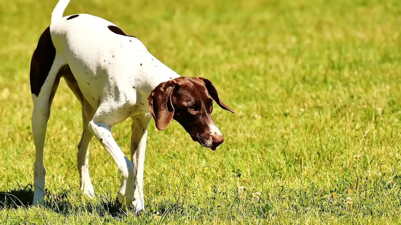 Zeckenmittel für Hunde: Diese natürlichen Mittel helfen - Utopia.de