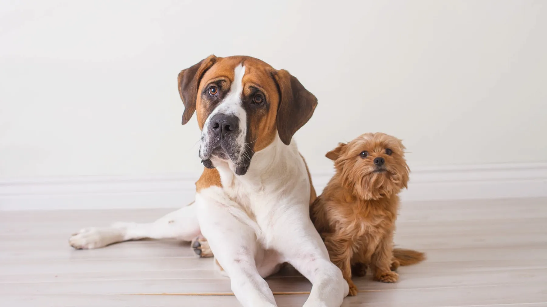 Verhaltensforschung: Schlaue Hunde haben ähnliche Denkmuster wie Menschen