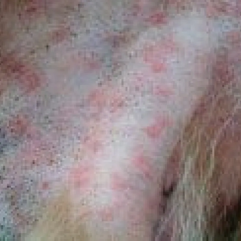 Oberflächliche Pyodermie – erkennen, behandeln, Rückfällen vorbeugen, Resistenzen vermeiden So wird die Haut vom Hund gesund - von Dr. med. vet. Nina Thom