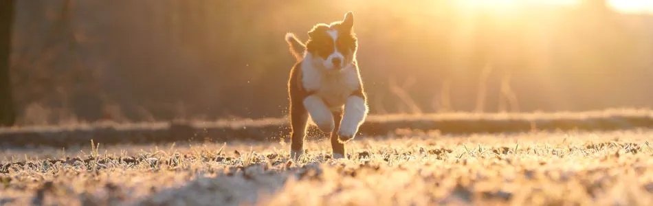 Gloria-im-Sonnenaufgang-Beitragsbild.jpg