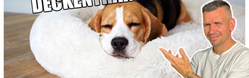 Infos-HUNDE-MUeSSEN-SCHLAFEN-JA-ODER-NEIN-Beitragsbild.jpg