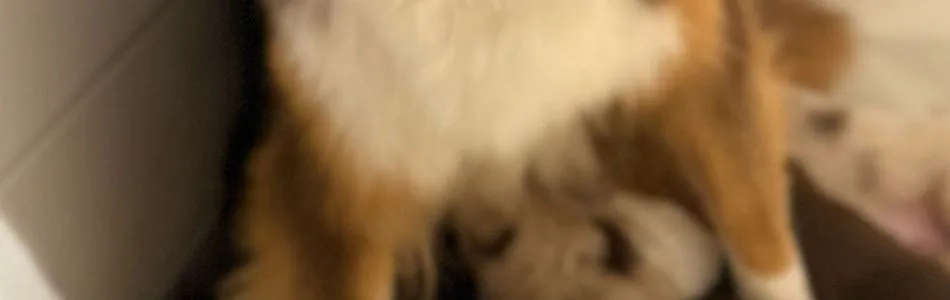 Puppyspam-Beitragsbild.jpg