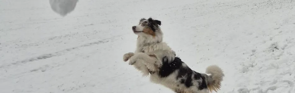 Schnee-Chaos-Beitragsbild.jpg