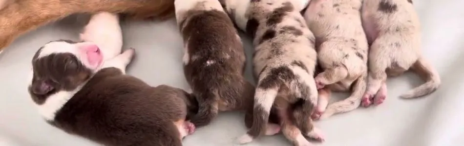 Leia-Tiger-Tag-1-Beitragsbild.jpg