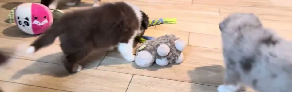 Phoenix-Major-Ausflug-ins-Wohnzimmer-Beitragsbild.jpg