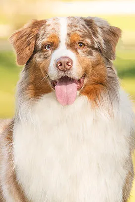 Captain-portraitBild.jpg