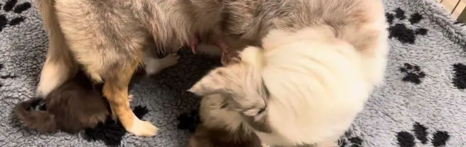 Leia-Tiger-Dusche-die-erste-Beitragsbild.jpg