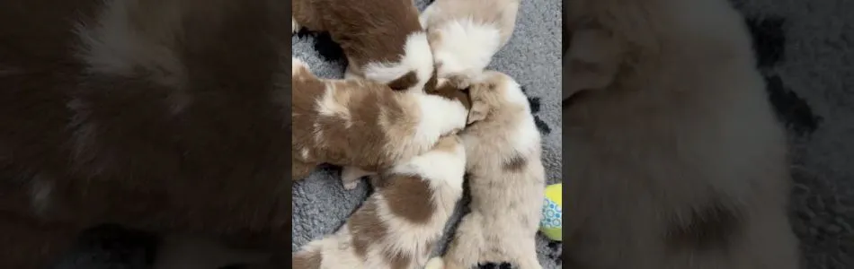 Leia-Tiger-Erstes-mampfen-Beitragsbild.jpg