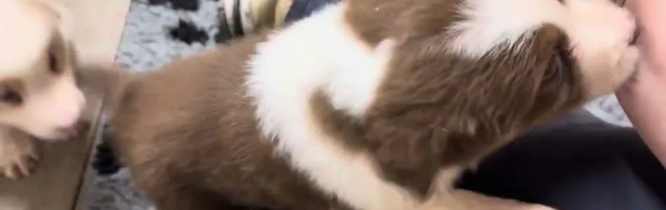 Leia-Tiger-Kaemmen-Beitragsbild.jpg