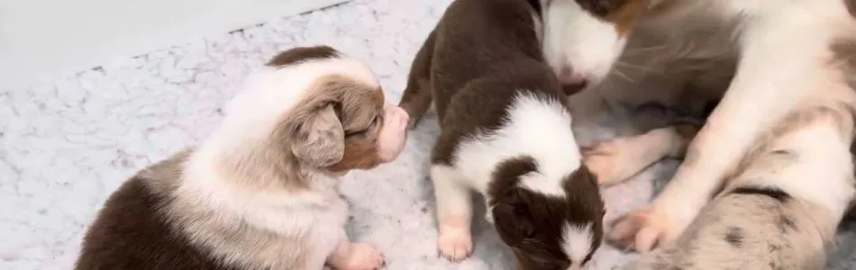 Leia-Tiger-Kleine-renndackel-Beitragsbild.jpg