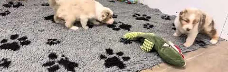 Leia-Tiger-Umzug-in-den-Auslauf-4-Wochen-alt-Beitragsbild.jpg