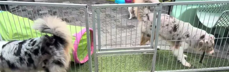 Leia-Tiger-Wer-sind-die-denn-Beitragsbild.jpg