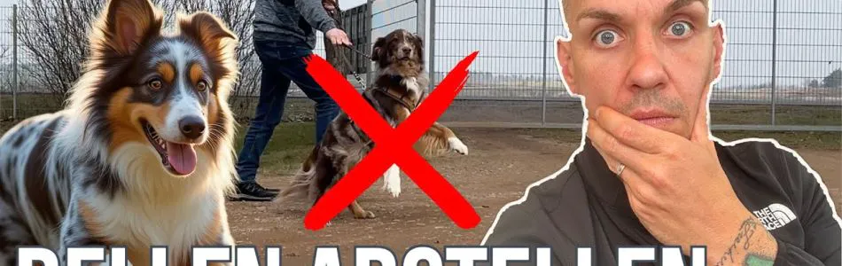 Infos-Bellen-stoppen-und-Grenzen-setzen-Seinem-Hund-Feedback-geben-Beitragsbild.jpg