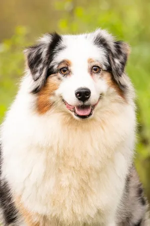 Muffelpuff-portraitBild.jpg