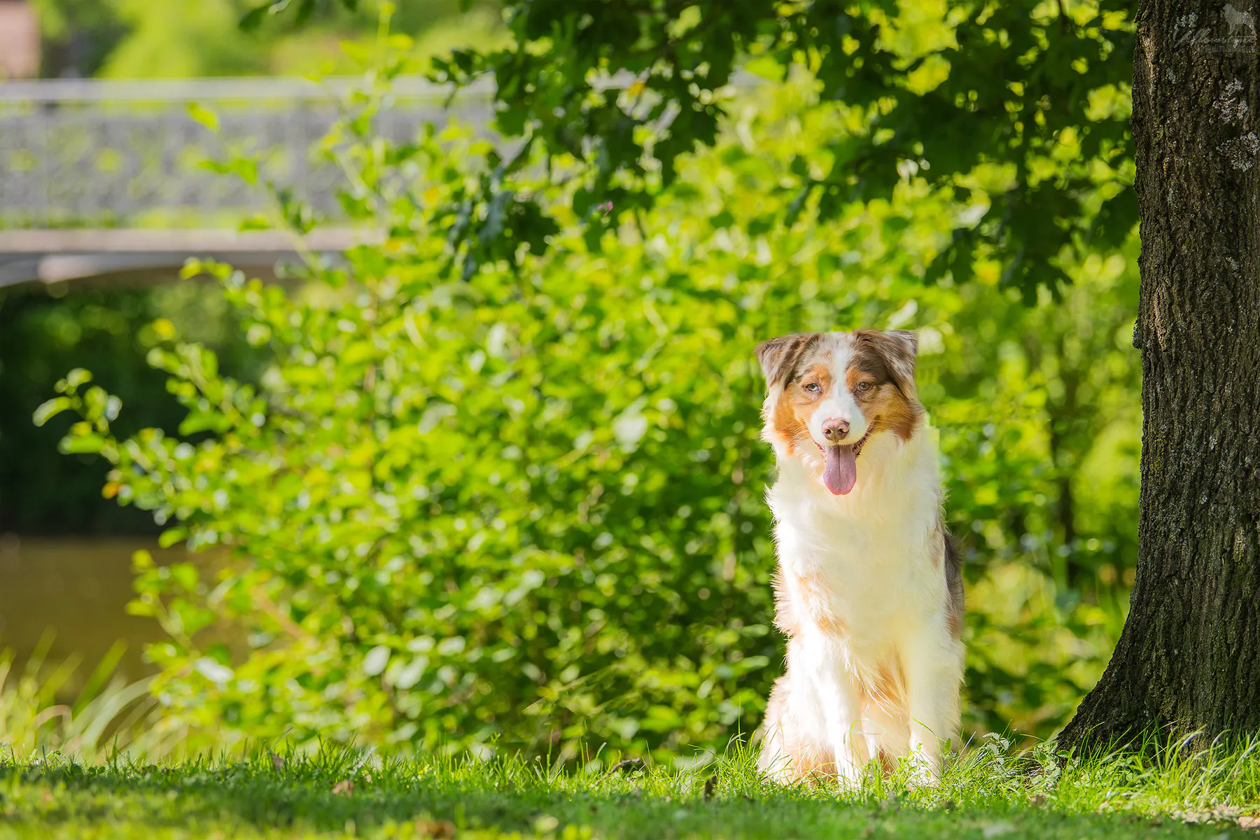 Pedigree April