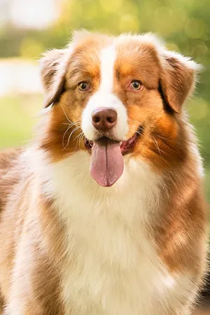 Cabby-portraitBild.jpg
