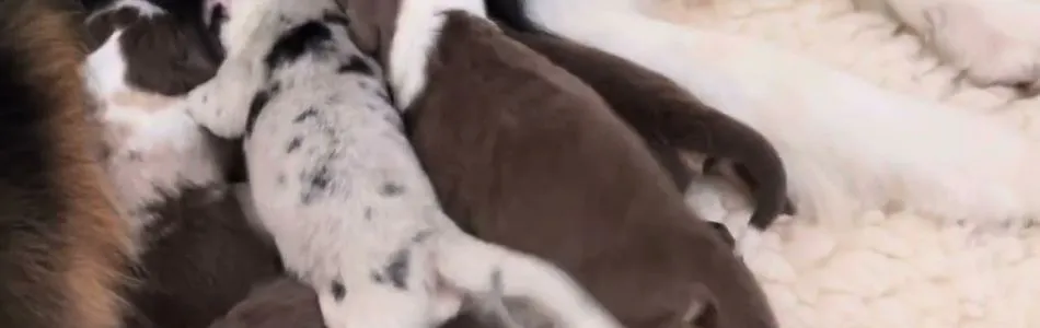 Kiki-Major-4-Tage-jung-Beitragsbild.jpg