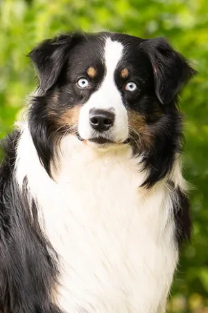 Yeti-portraitBild.jpg