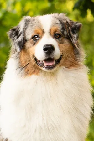 Andy-portraitBild.jpg