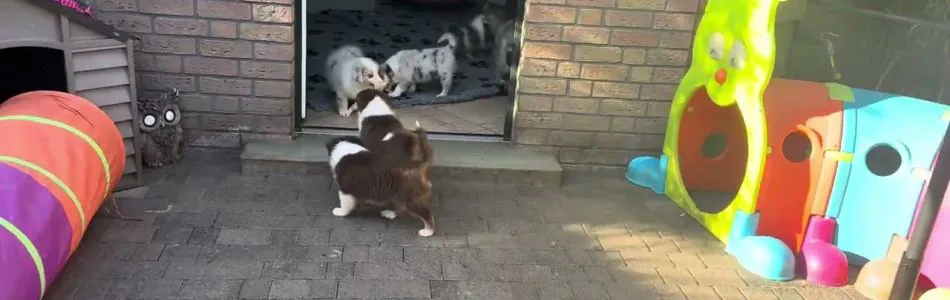Cally-Tony-Rinderhufe-Beitragsbild.jpg