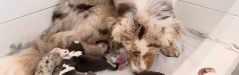 Cuddles-Tiger-Tag-1-Beitragsbild.jpg